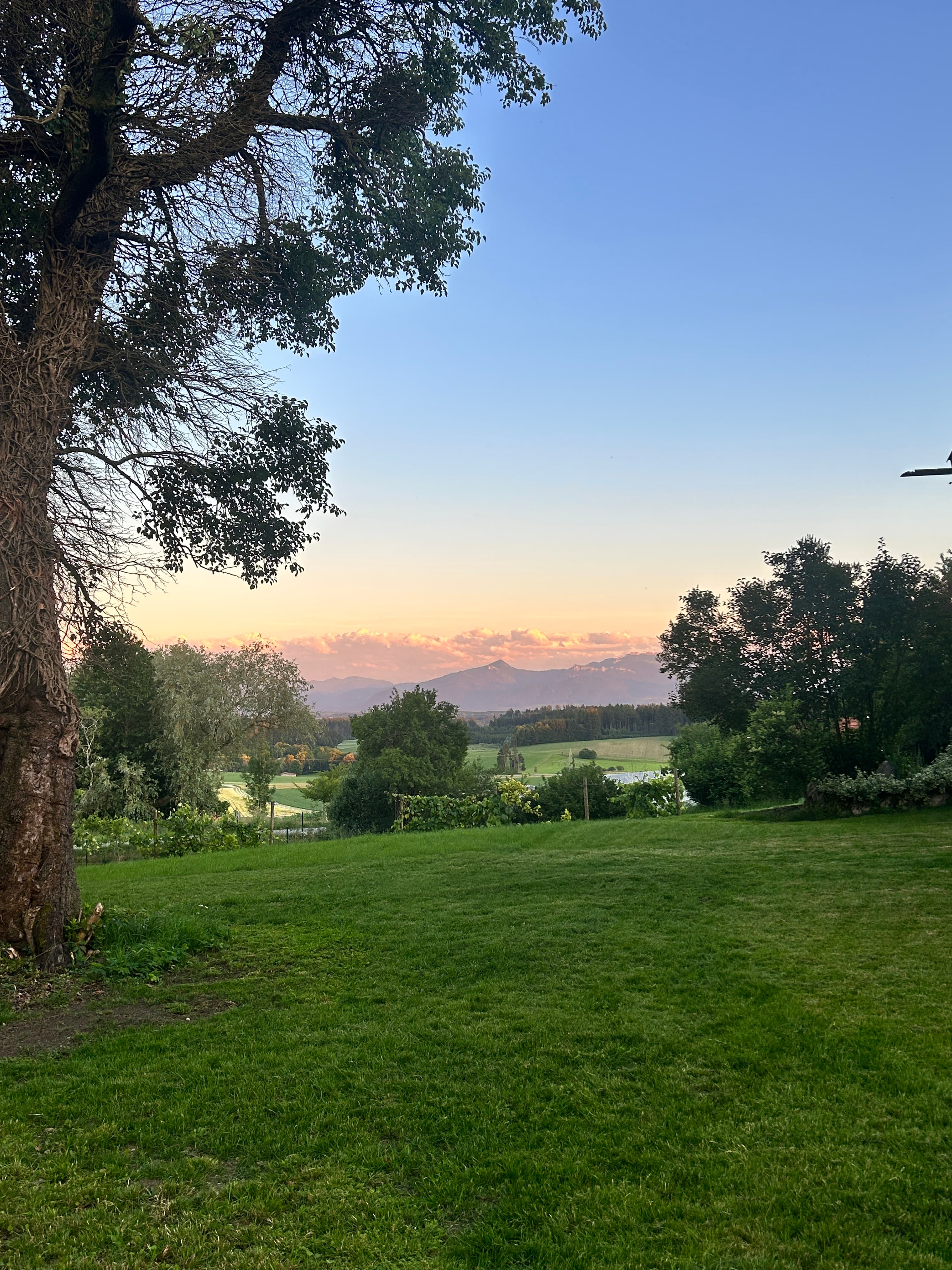 Lush green field and distant mountains under a soft pink sunset sky framed by trees.